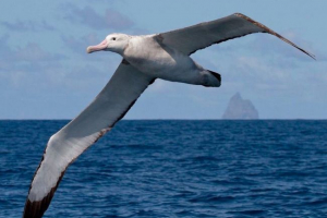 Альбатрос Альбатрос